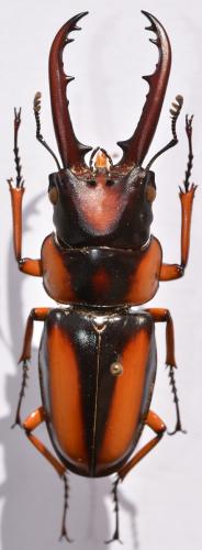 Réf. 251 838 : Prosopocoilus savagei